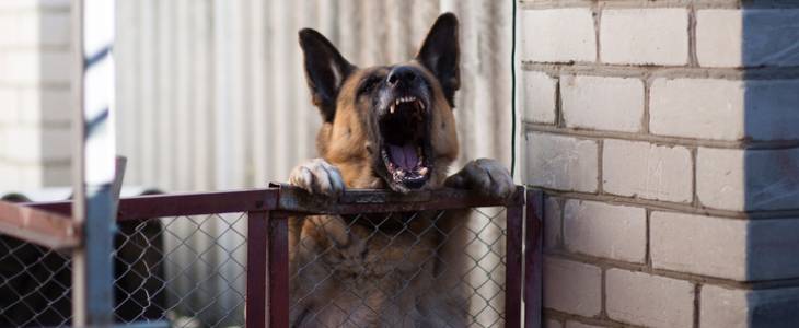 Angry dog with teeth showing.