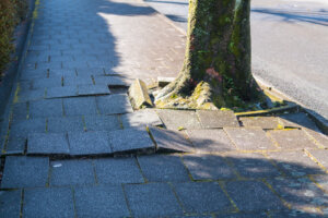 Sidewalk Damage by tree root