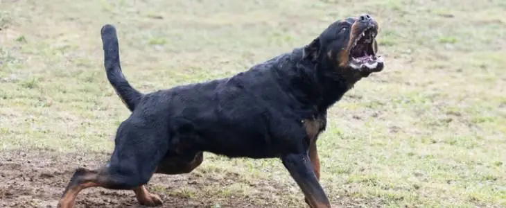 Agressive dog with teeth out.